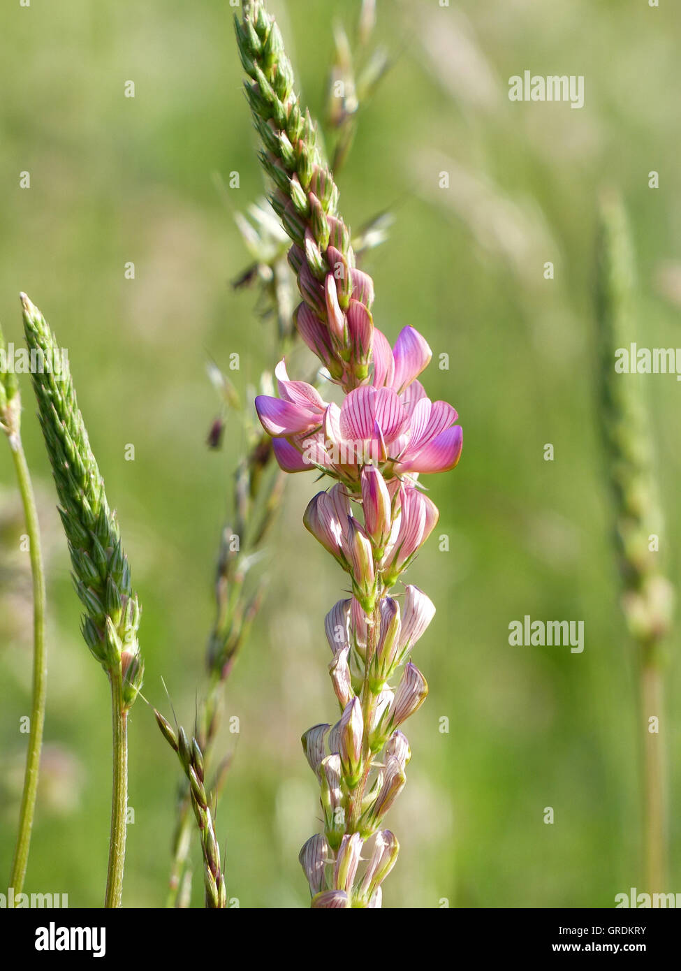 Blooming Seed Sainfoin, Onobrychis Vivifolia With Green Background Stock Photo