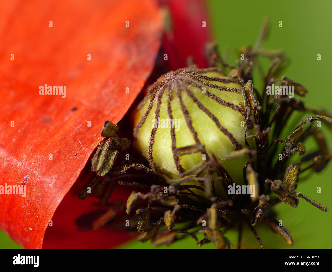 Pistil poppy papaver detail flower hi-res stock photography and images ...