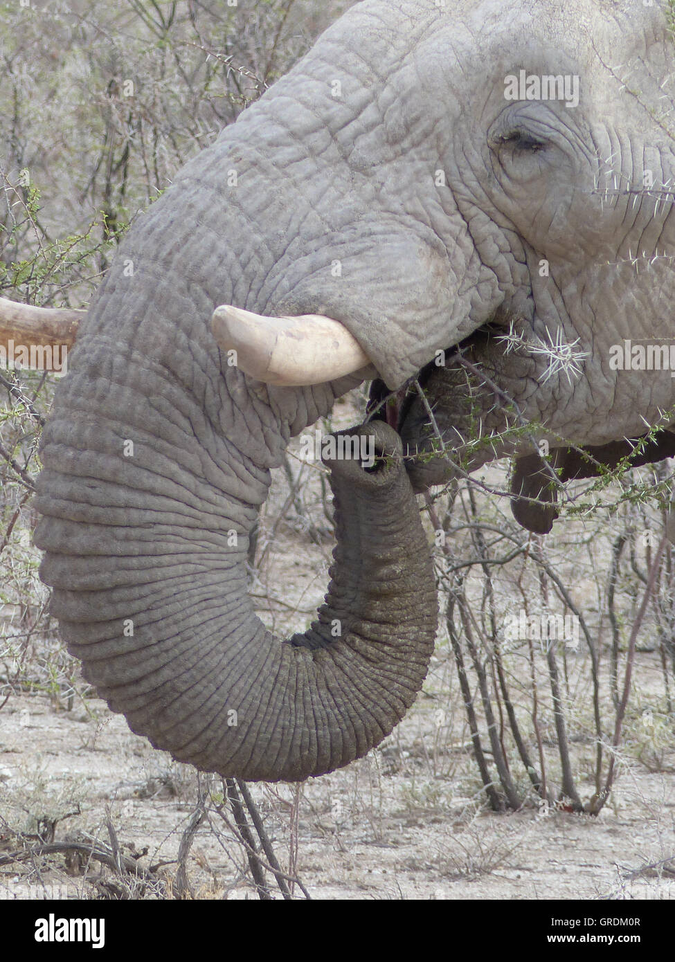 African Elephant, Bull Elephant Stock Photo Alamy