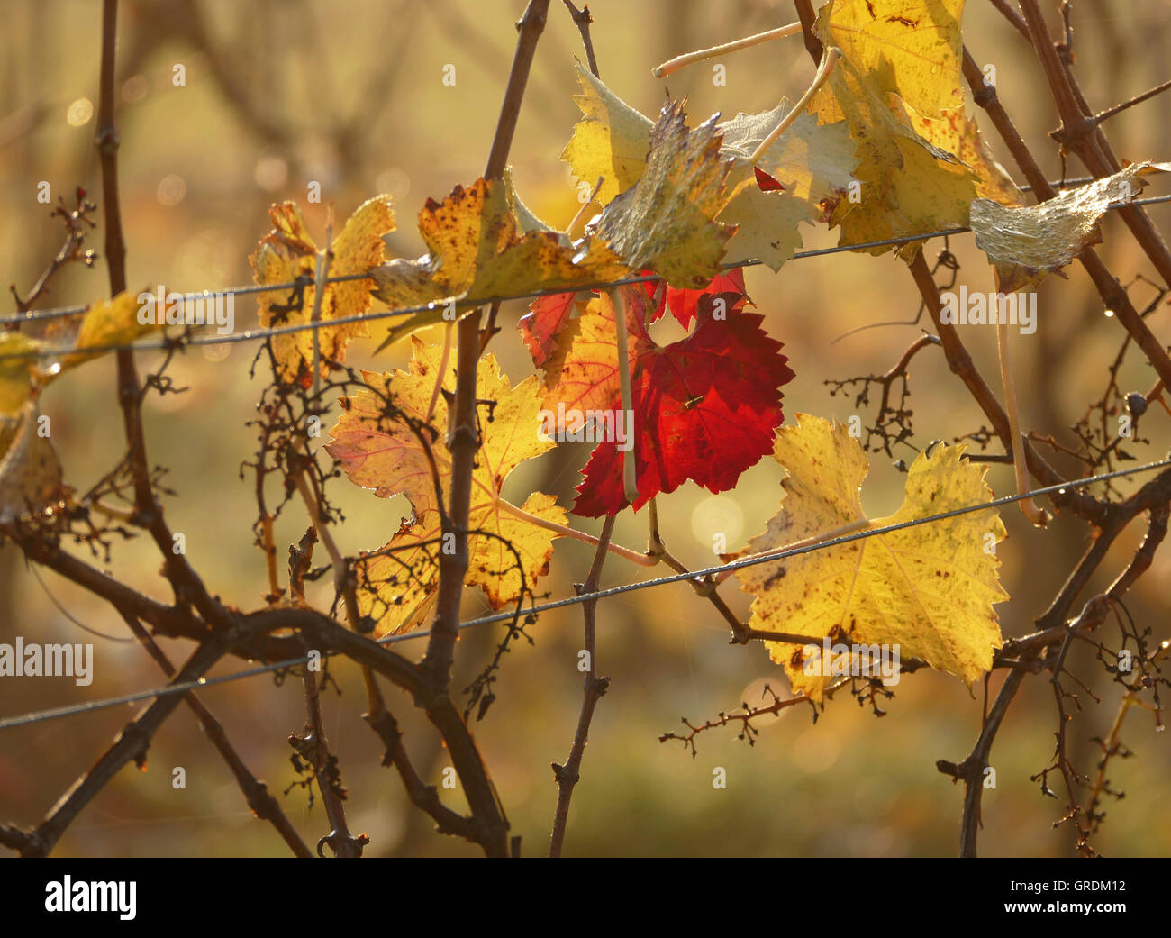Bright Red Vine Leaf Amidst Some Brown And Yellow Autumnal Vine Leaves On The Vines Stock Photo