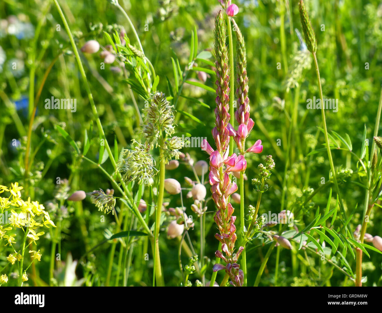 Blooming Seed Sainfoin, Onobrychis Vivifolia With Green Background Stock Photo