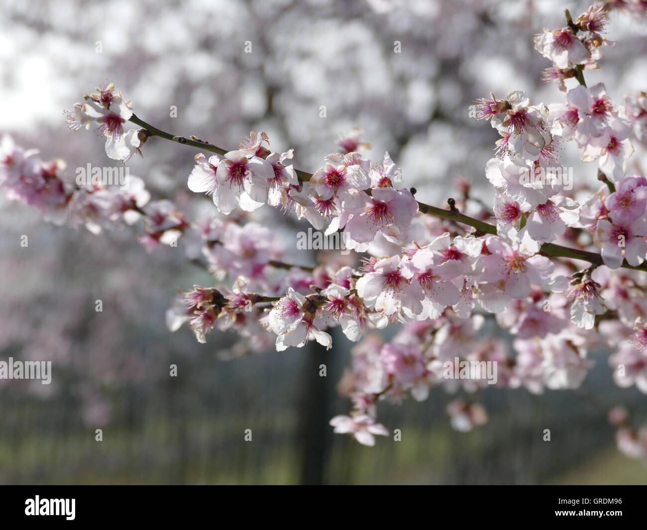 Almond Blossom At German Wine Route, Palatinate Stock Photo