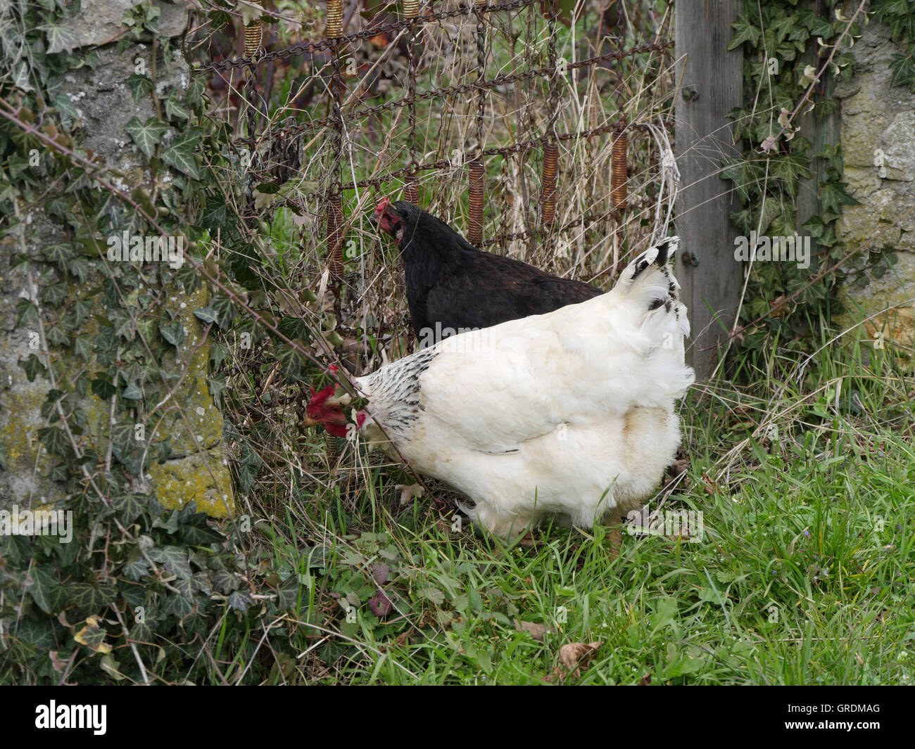 Happy Free Range Chickens Stock Photo
