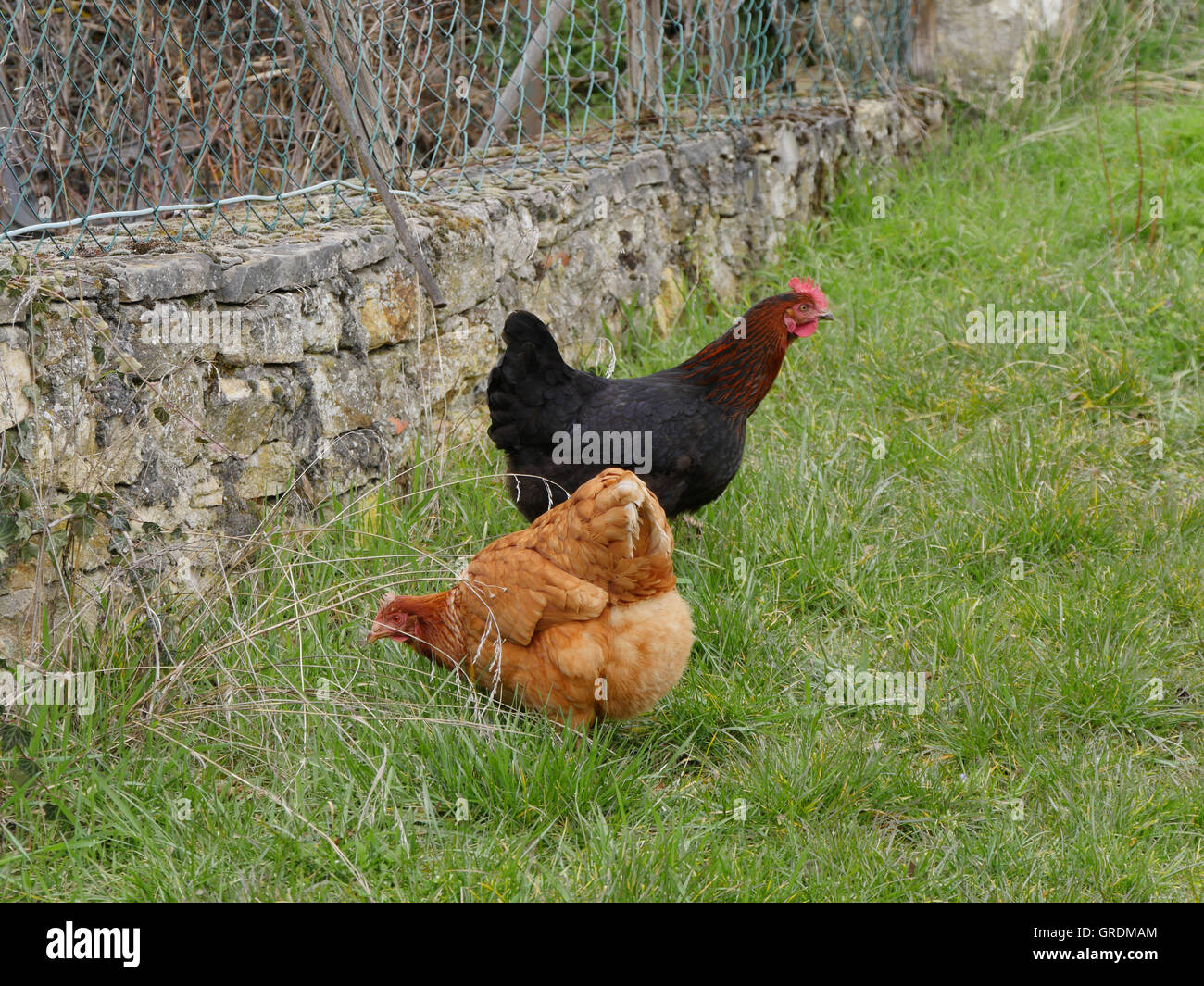 Happy Free Range Chickens Stock Photo