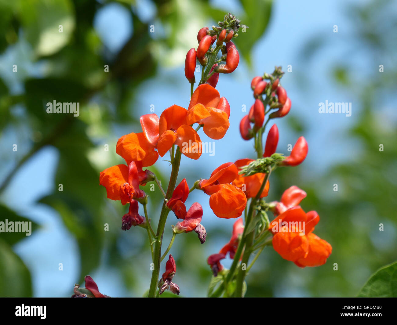 Beans Blossoms Stock Photo