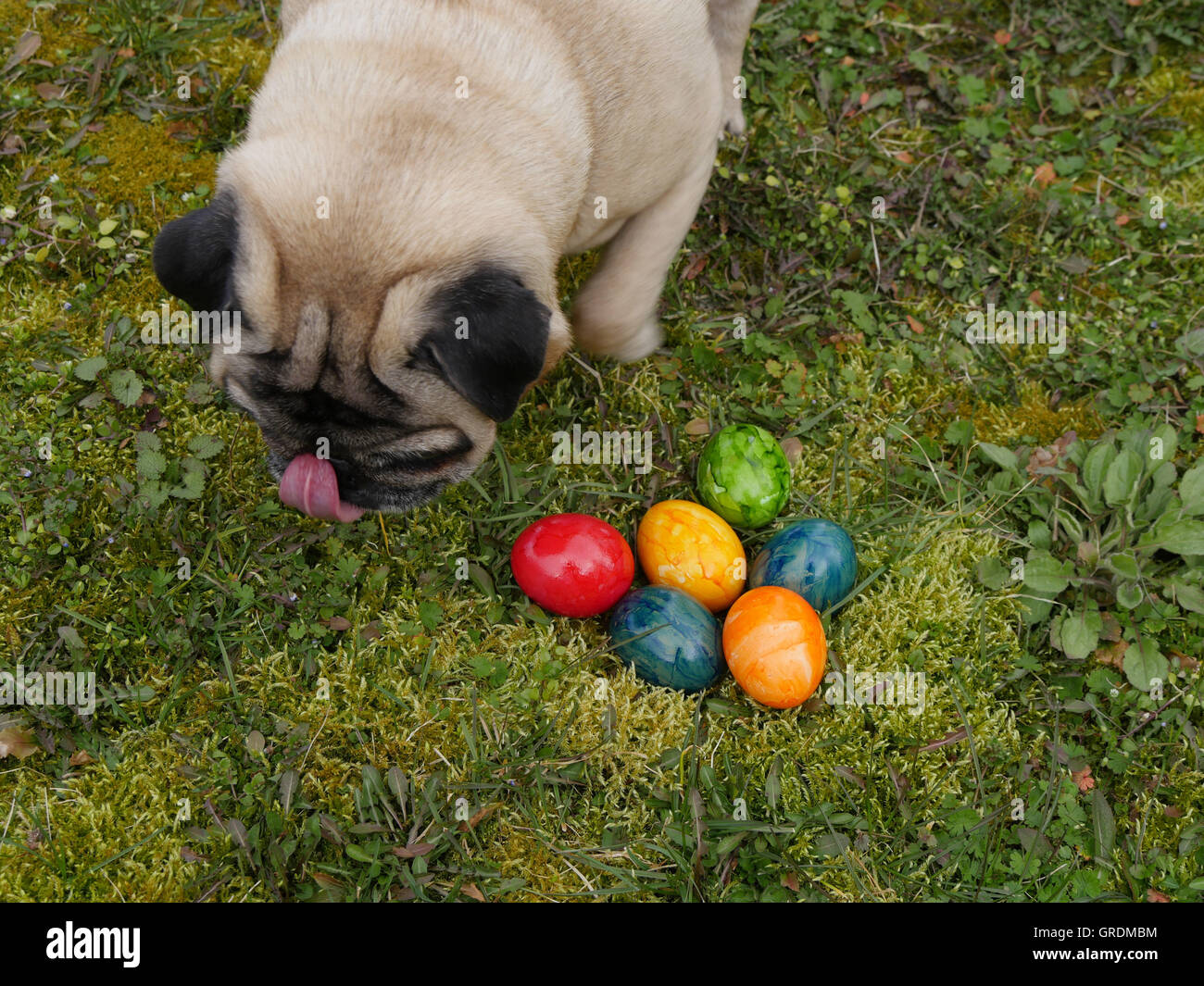 Beige Pug Found The Easter Nest With Coloured Easter Eggs On A Meadow Stock Photo