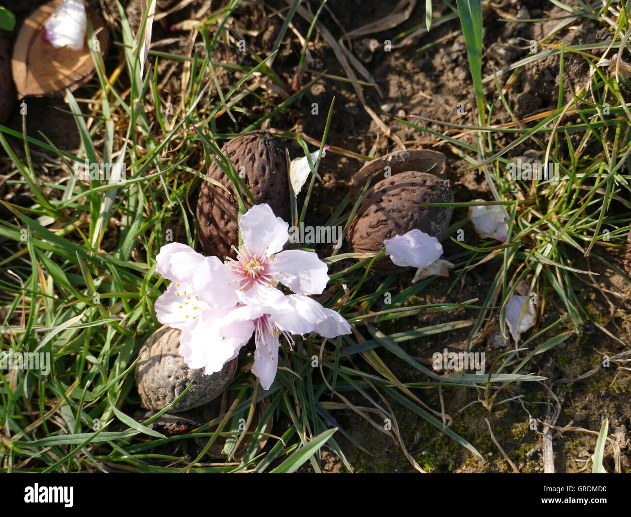 Almonds From Autumn Of The Previous Year And New Almond Blossoms Lying On The Soil Stock Photo