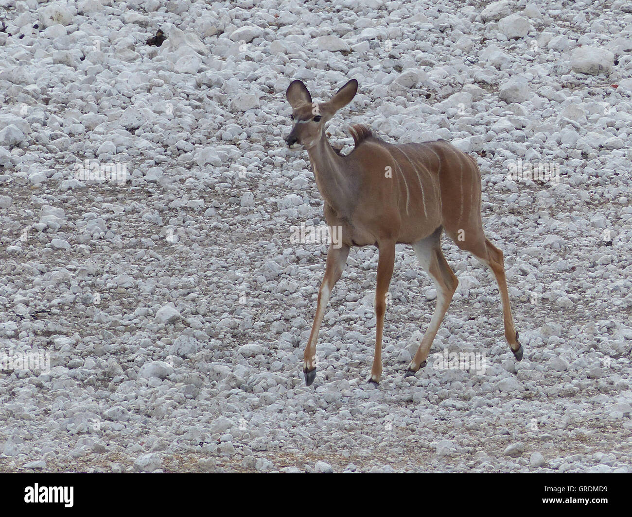 Kudu, Namibia Stock Photo