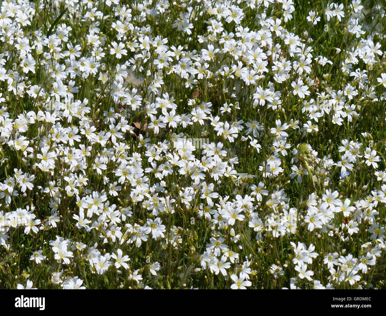 Starwort hi-res stock photography and images - Alamy