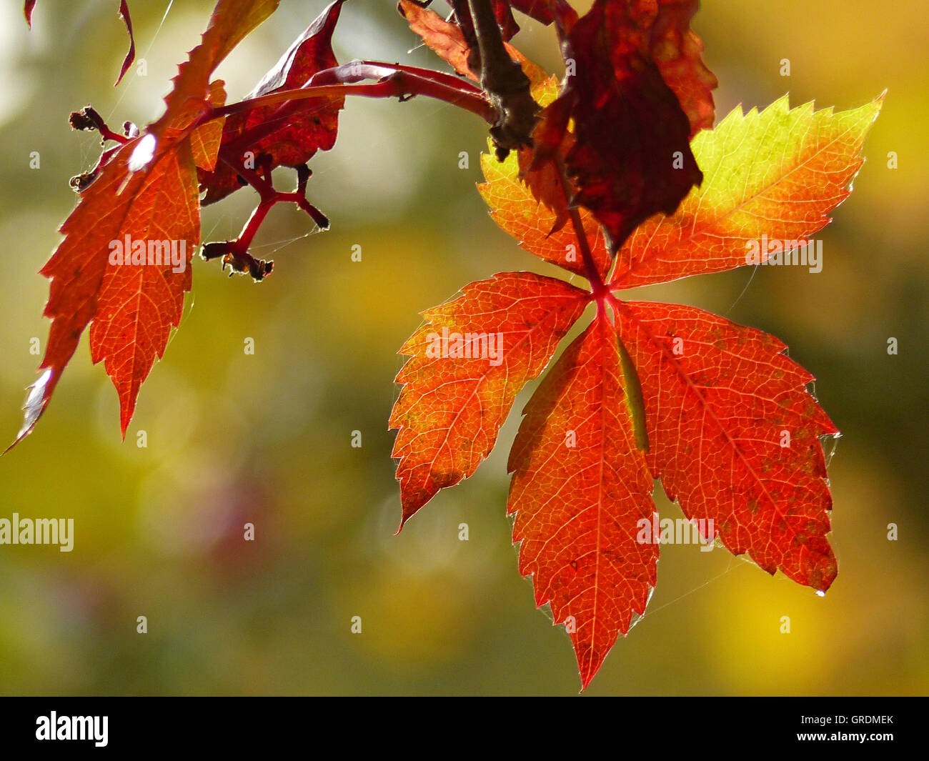 Wild Wine In Rich Autumn Colors Stock Photo