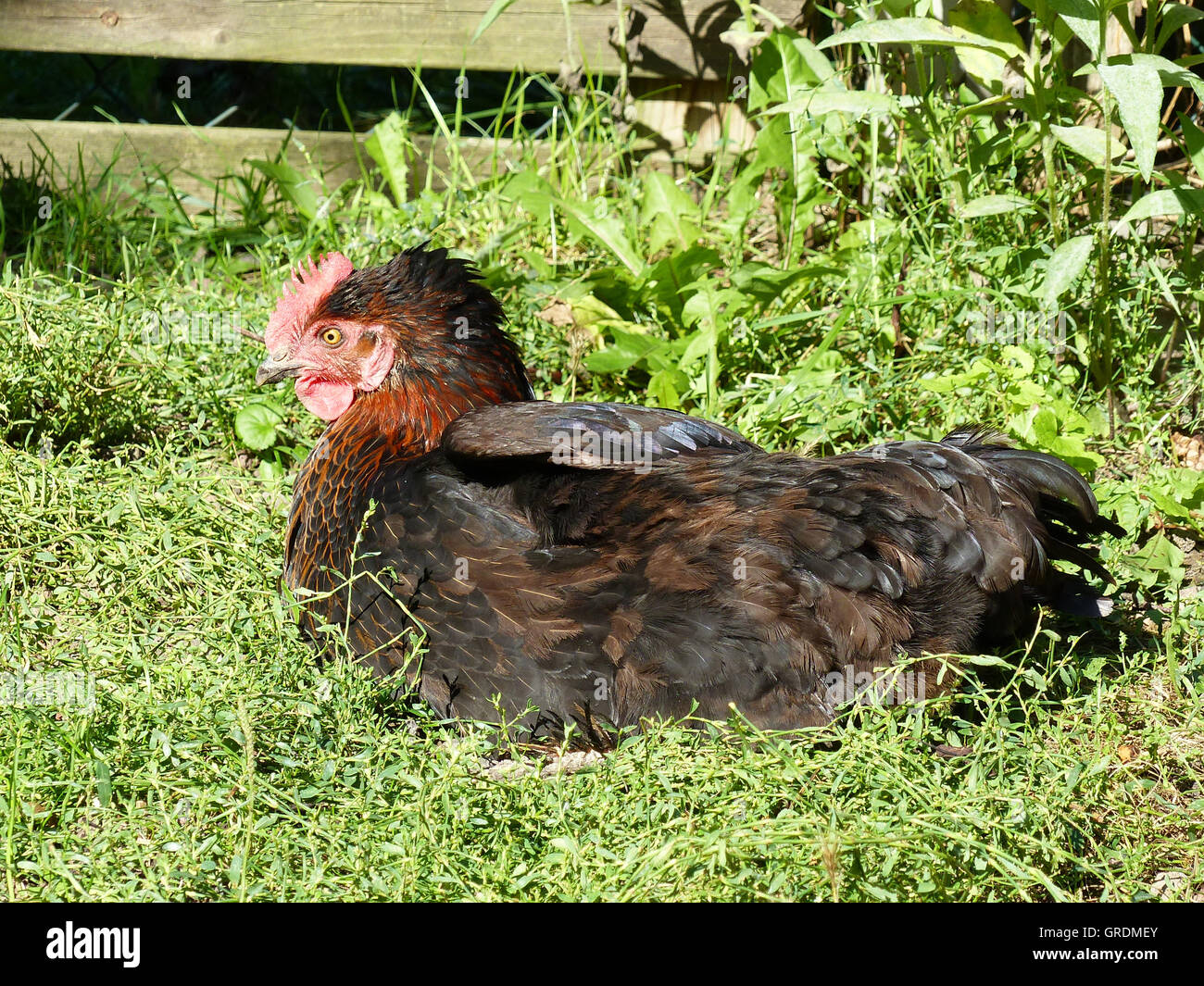 Maran Hen Lying In The Grass And Sunbathes Stock Photo