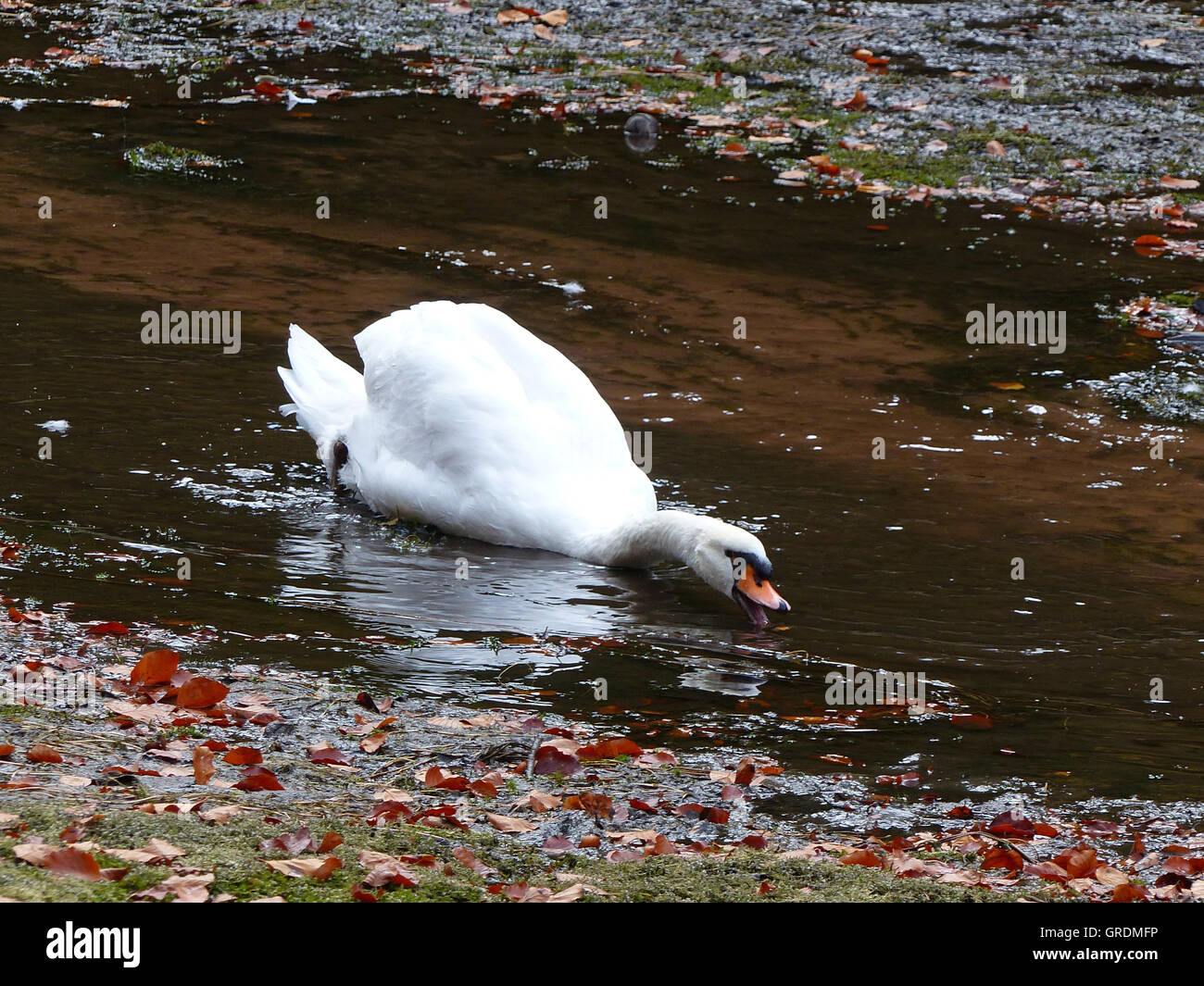 Mute Swan Swimming In The Shallow Water Of A Lake Stock Photo