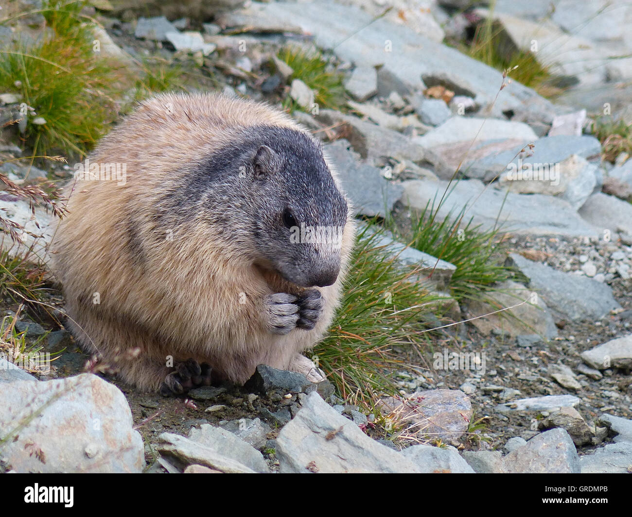 Marmot, Marmota Monax Stock Photo