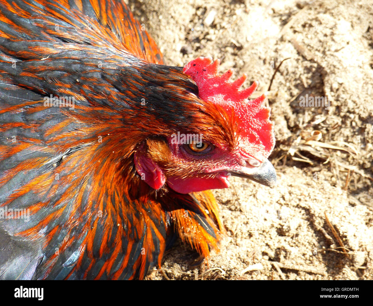 Hen Takes A Sand Bath Stock Photo Alamy