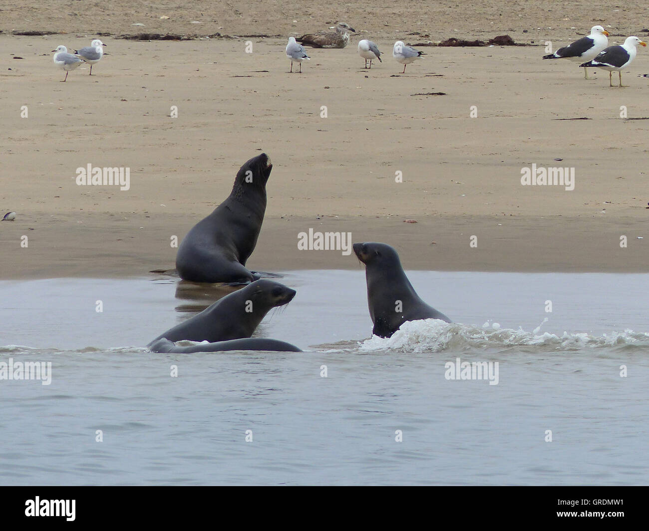 Seals And Sea Birds On A Sandbar In The Atlantic Stock Photo