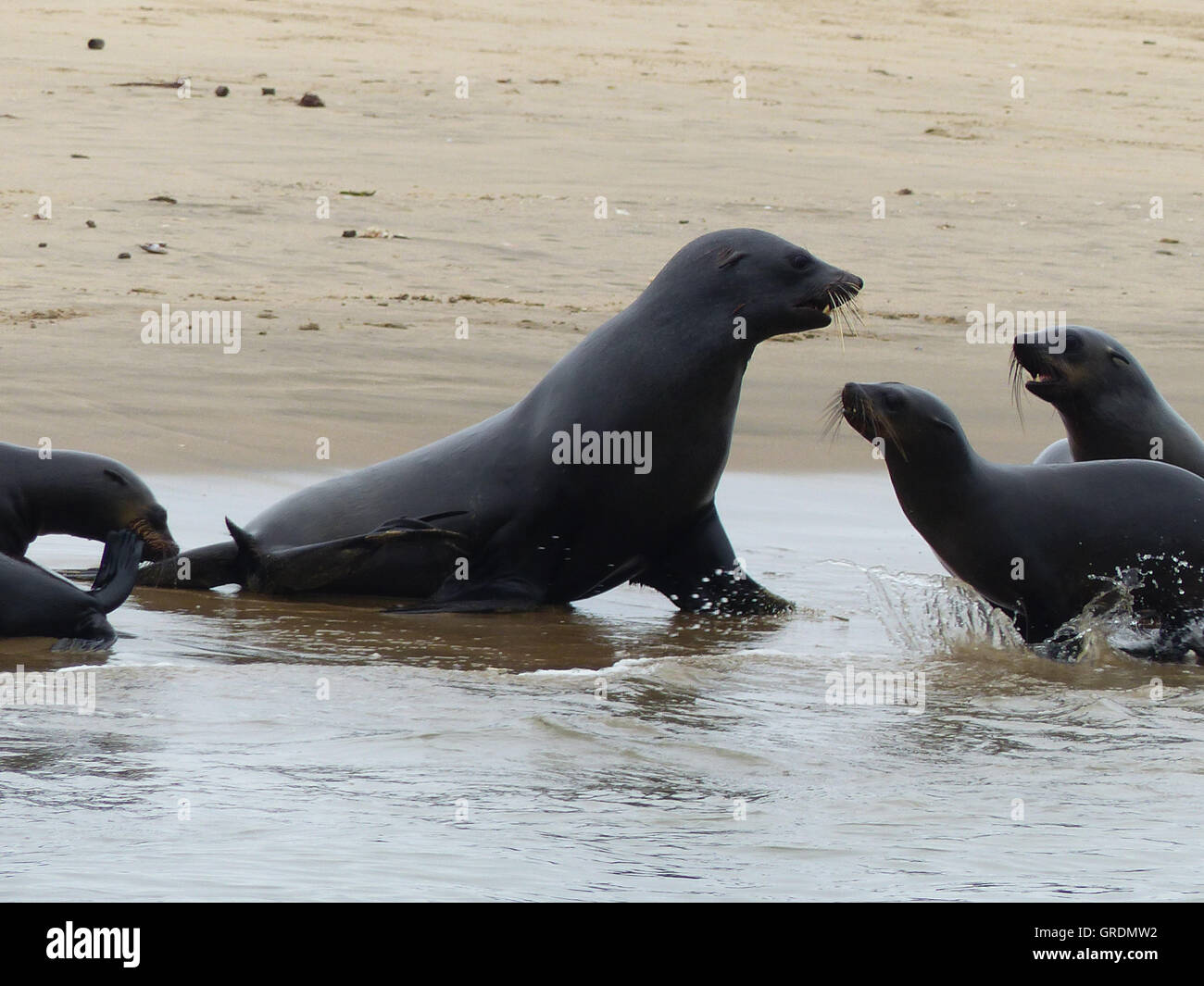 Seals, Seal Mother Converses With Her Cubs Stock Photo