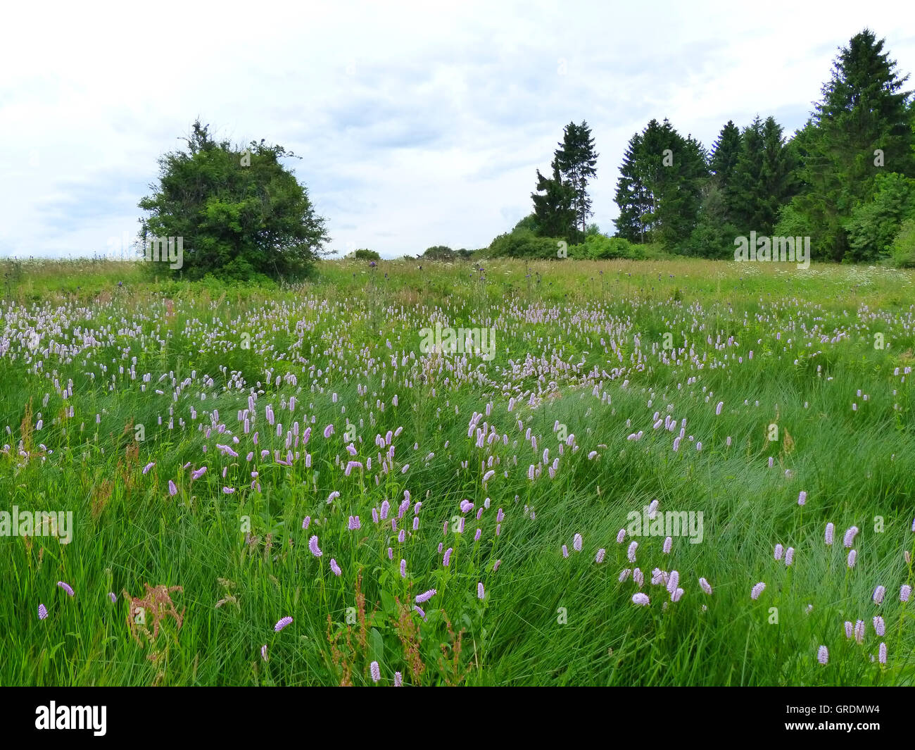 Marsh Area With Meadow Bistort, Polygonum Bistorta L. Stock Photo