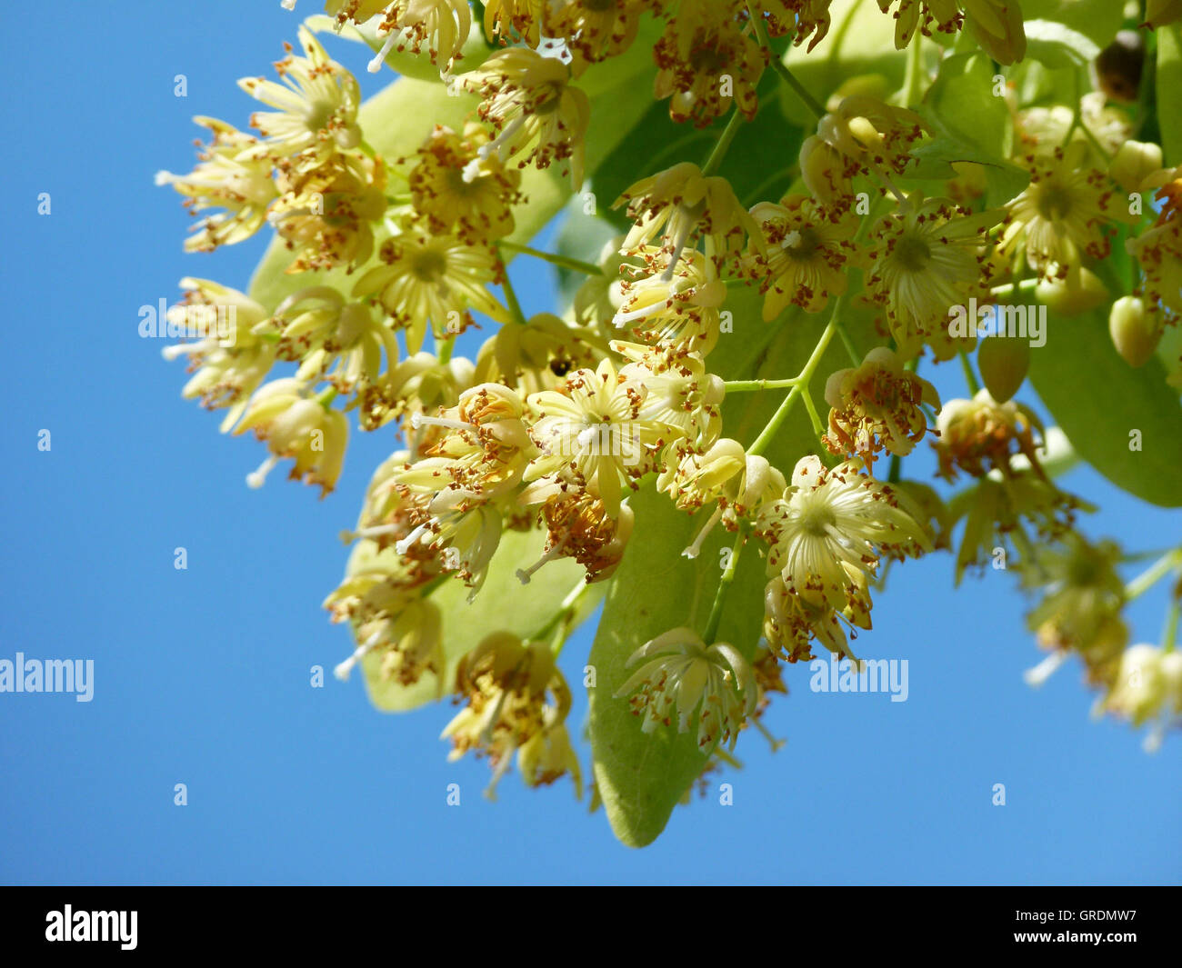 Lime Blossoms, Blooming Lime Tree Stock Photo Alamy