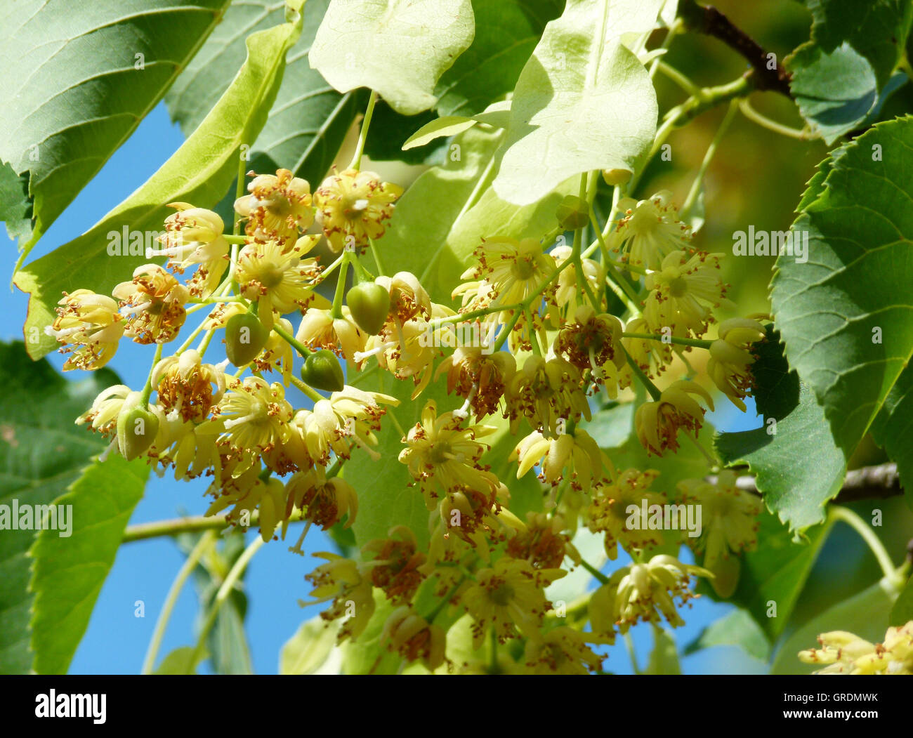 Lime Blossoms, Blooming Lime Tree Stock Photo Alamy