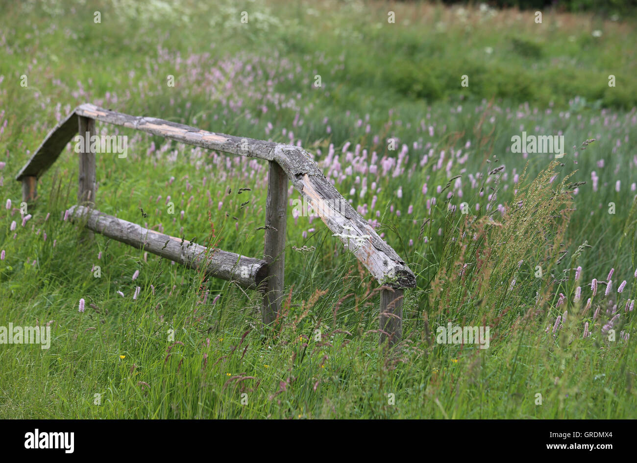Marsh Area With Meadow Bistort, Polygonum Bistorta L., Old Wooden Guardrail Stock Photo