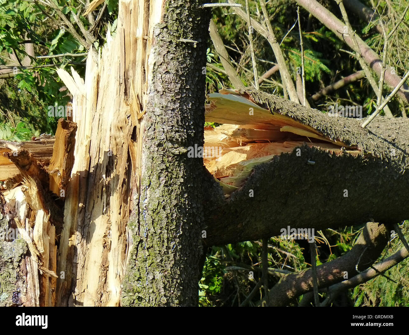 Tree Break In The Forest After A Storm Stock Photo Alamy