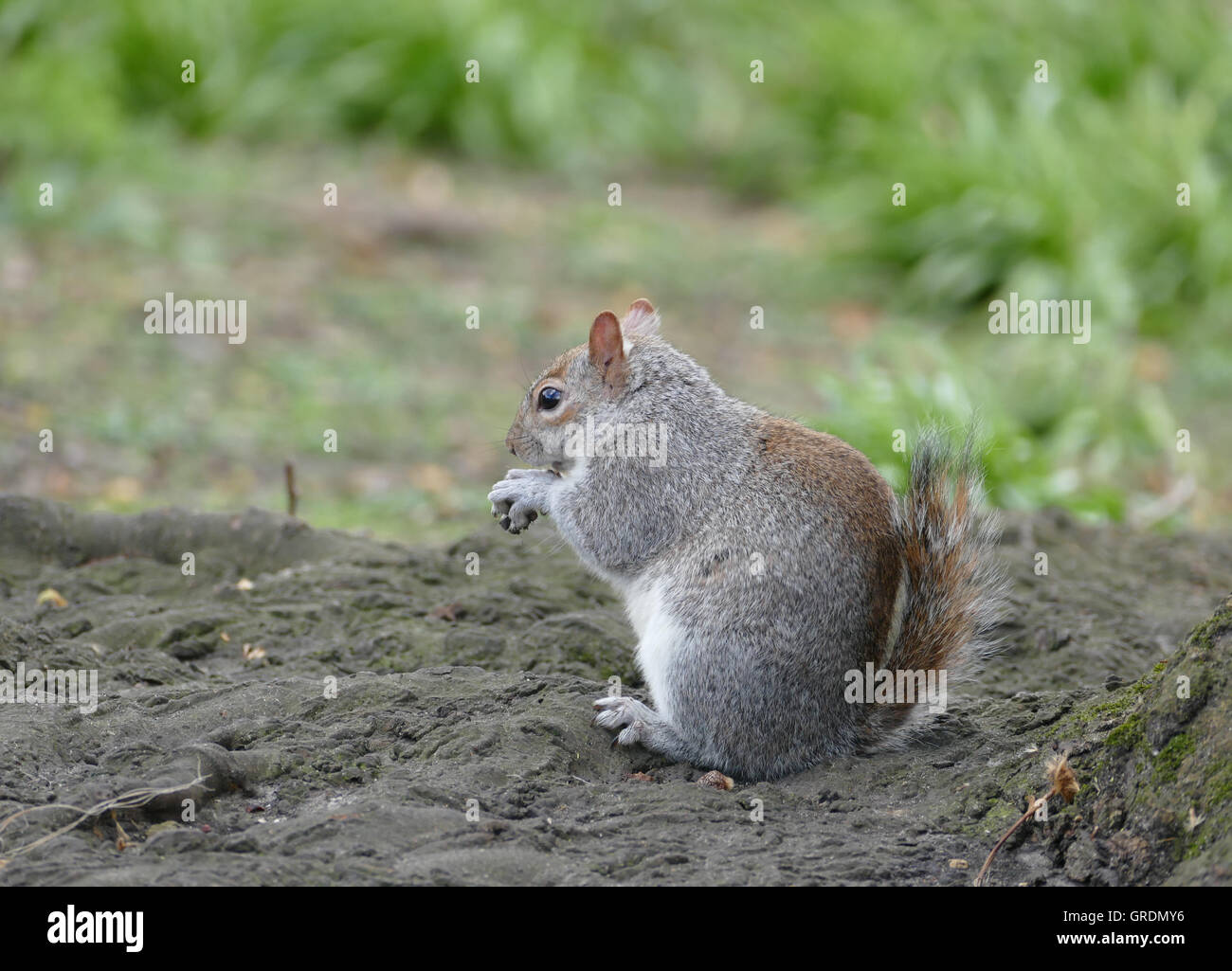 Squirrel, Sciurus Vulgaris Stock Photo