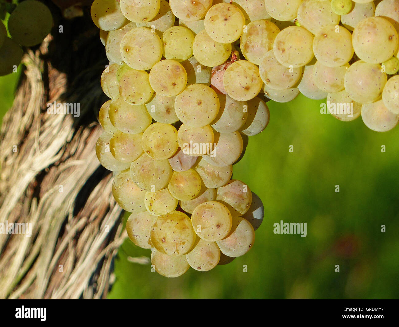 Grapes On The Vine Stock Photo Alamy