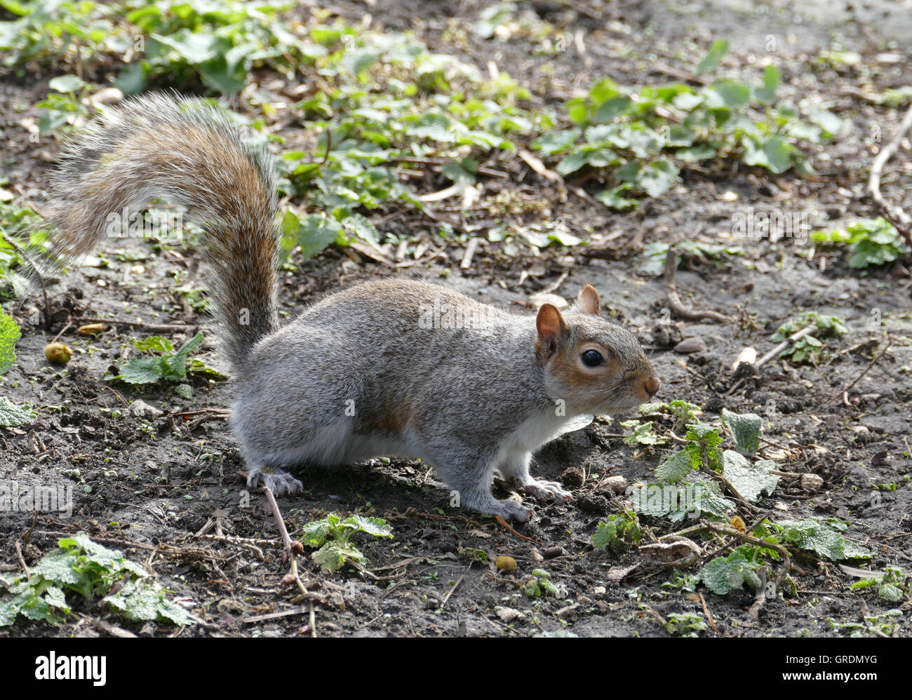 Squirrel, Sciurus Vulgaris Stock Photo