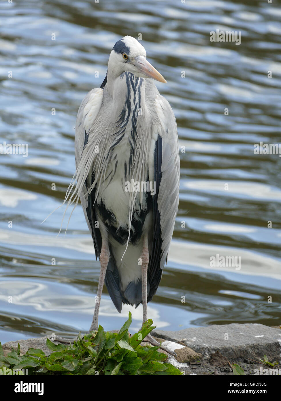 Gray Heron, Ardea Cinerea Stock Photo