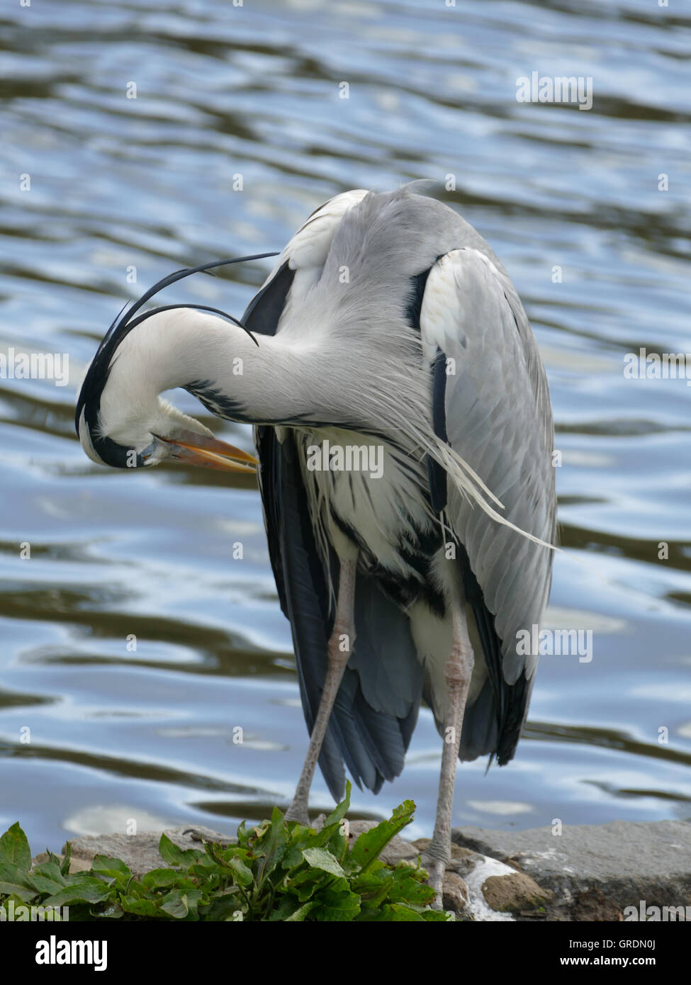 Grey Heron Dressing Its Feathers, Ardea Cinerea Stock Photo