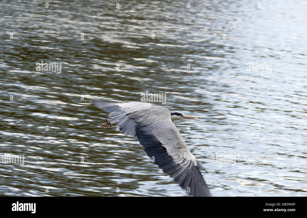 On Water Flying Gray Heron, Ardea Cinerea Stock Photo