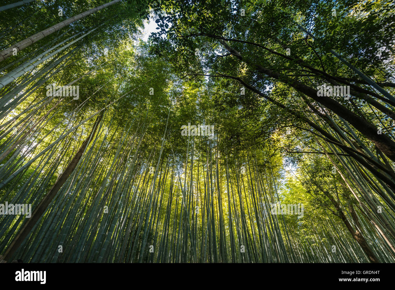 Arashiyama Sagano Area Hi-res Stock Photography And Images - Alamy