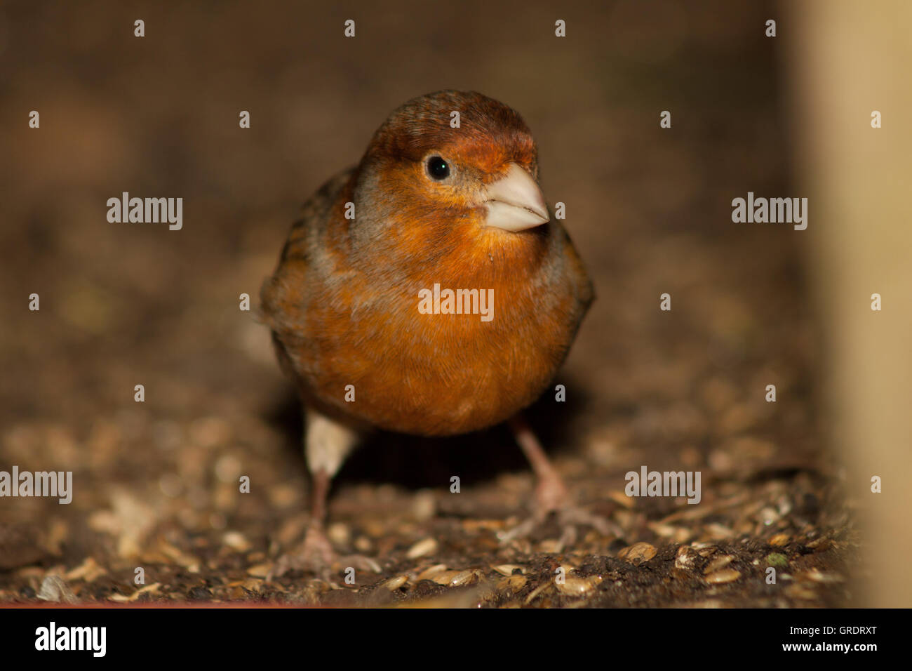 Finch At The Bottom Of An Aviary Stock Photo - Alamy