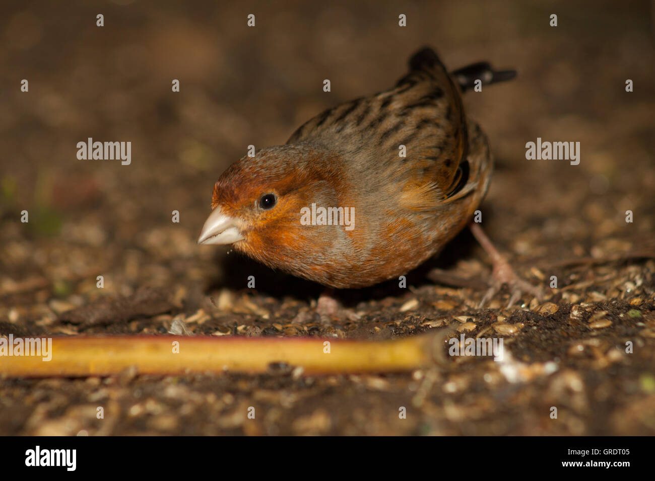 Finch At The Bottom Of An Aviary Stock Photo - Alamy