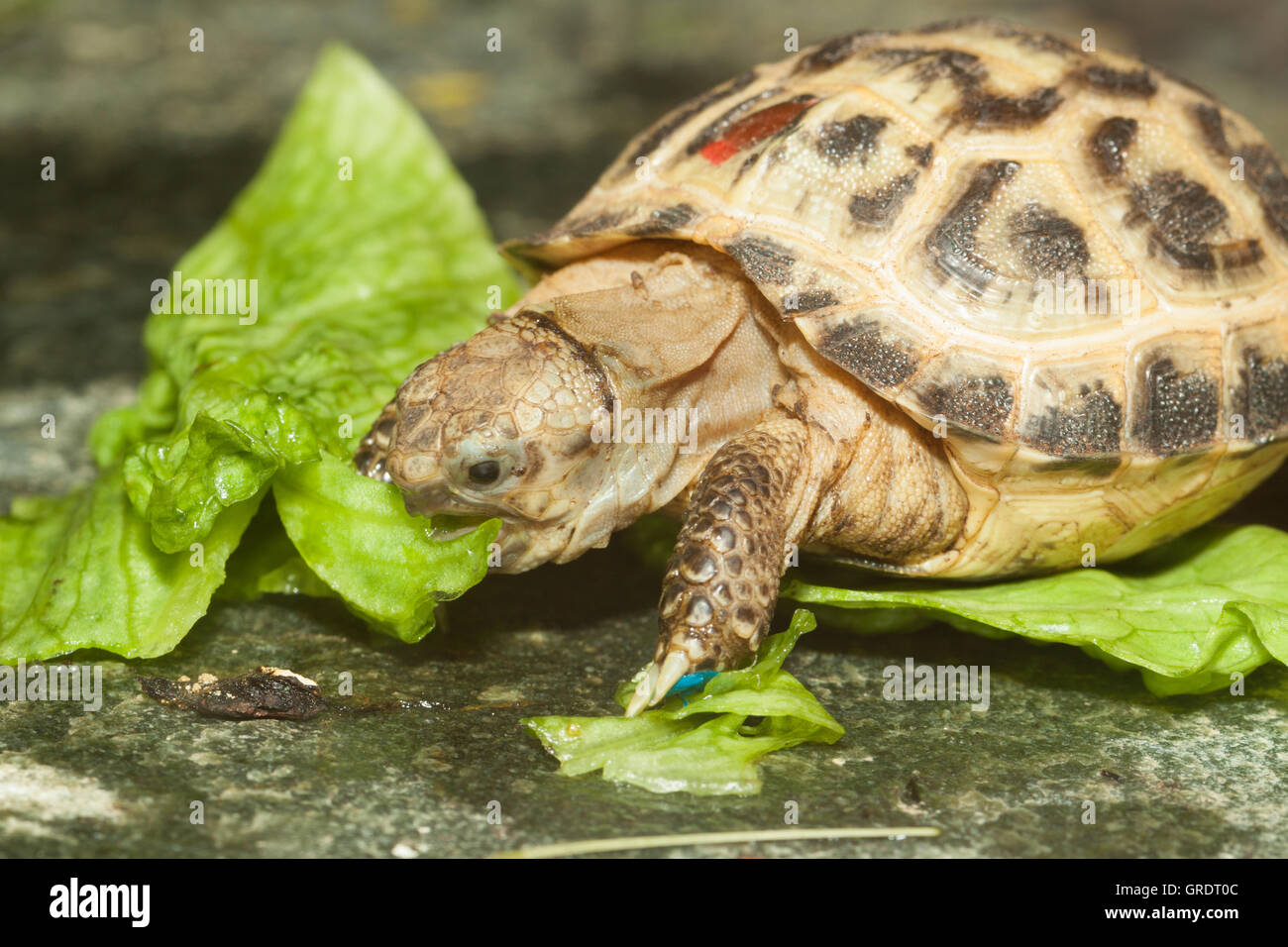 Turtle Feeding On A Lettuce Leaf Stock Photo Alamy