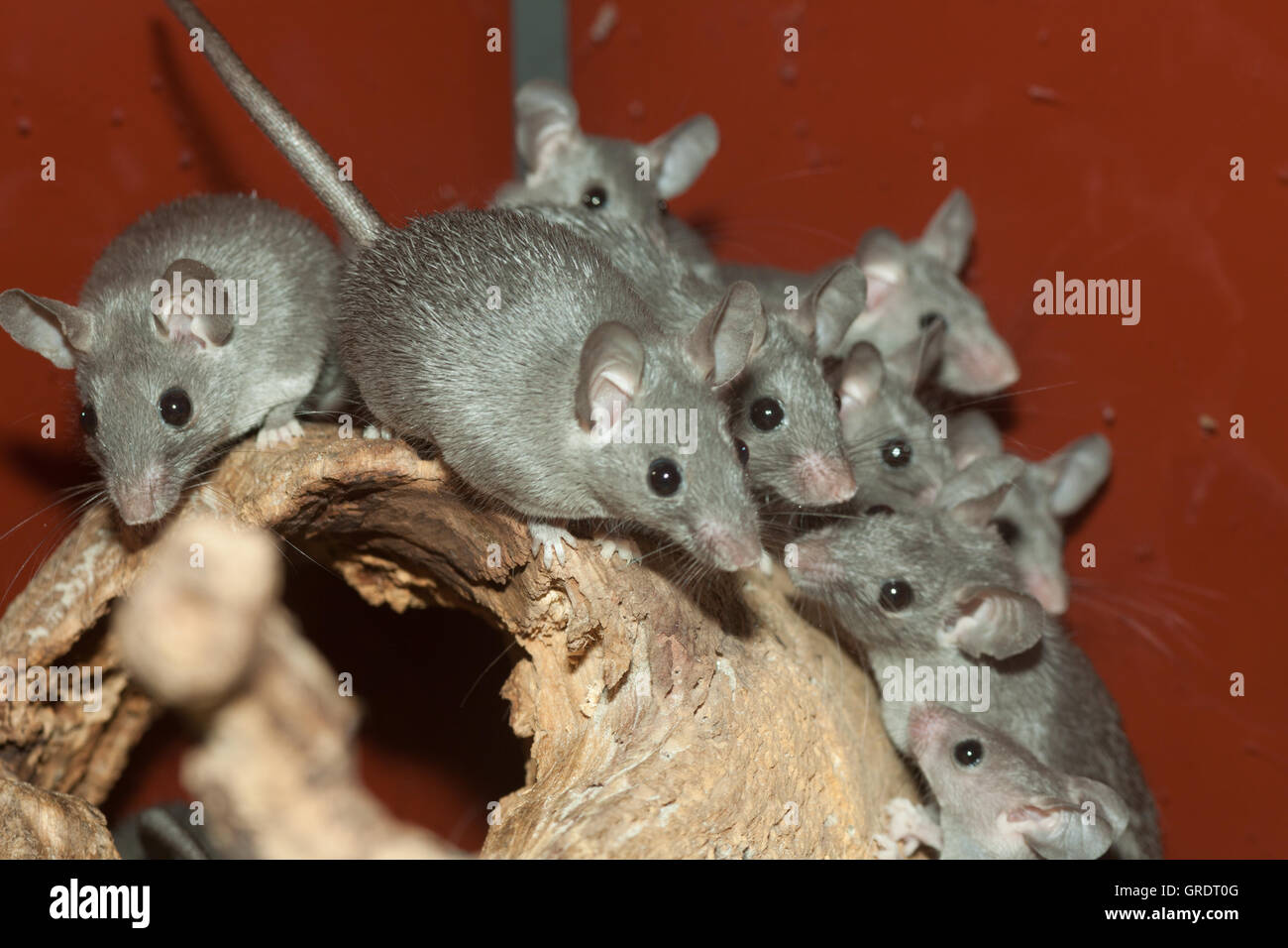 Mice Collect On A Piece Of Wood Stock Photo Alamy