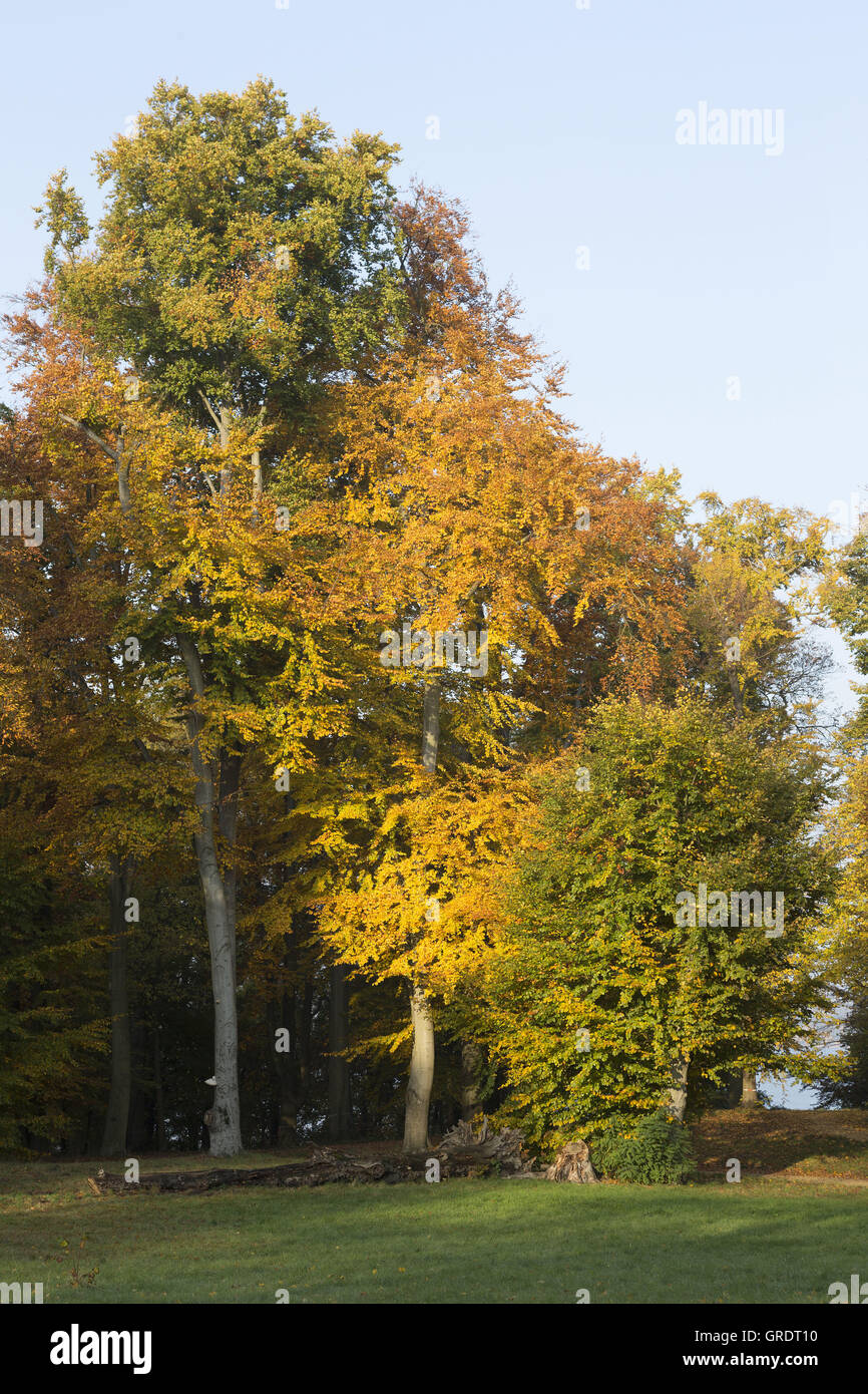 Various Trees With Autumnal Coloring In A Park Stock Photo - Alamy