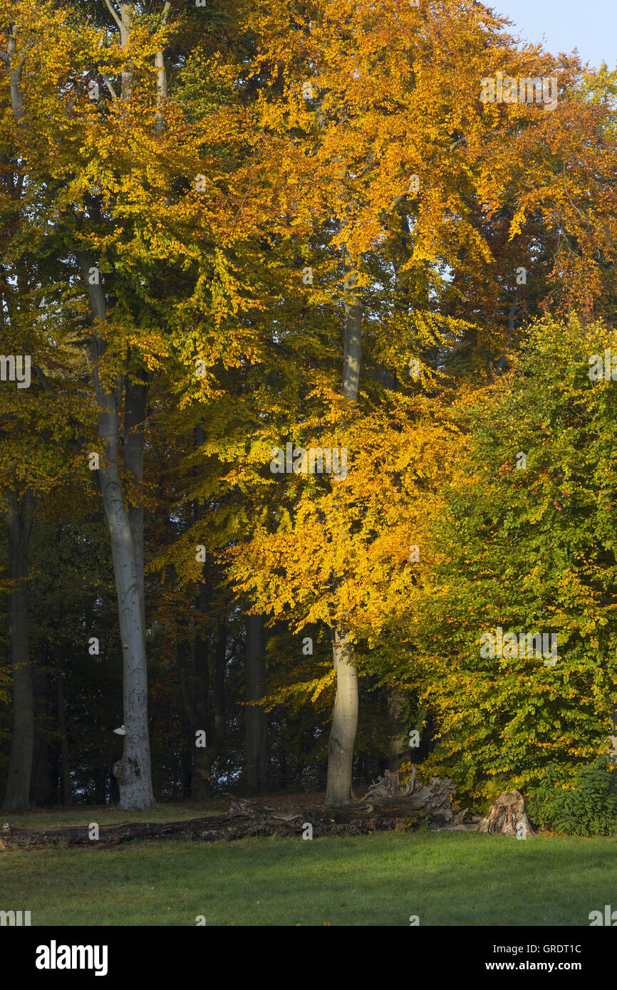 Various Trees With Autumnal Coloring In A Park Stock Photo - Alamy