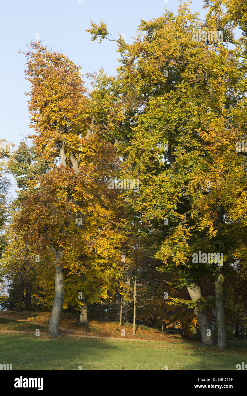 Various Trees With Autumnal Coloring In A Park Stock Photo - Alamy