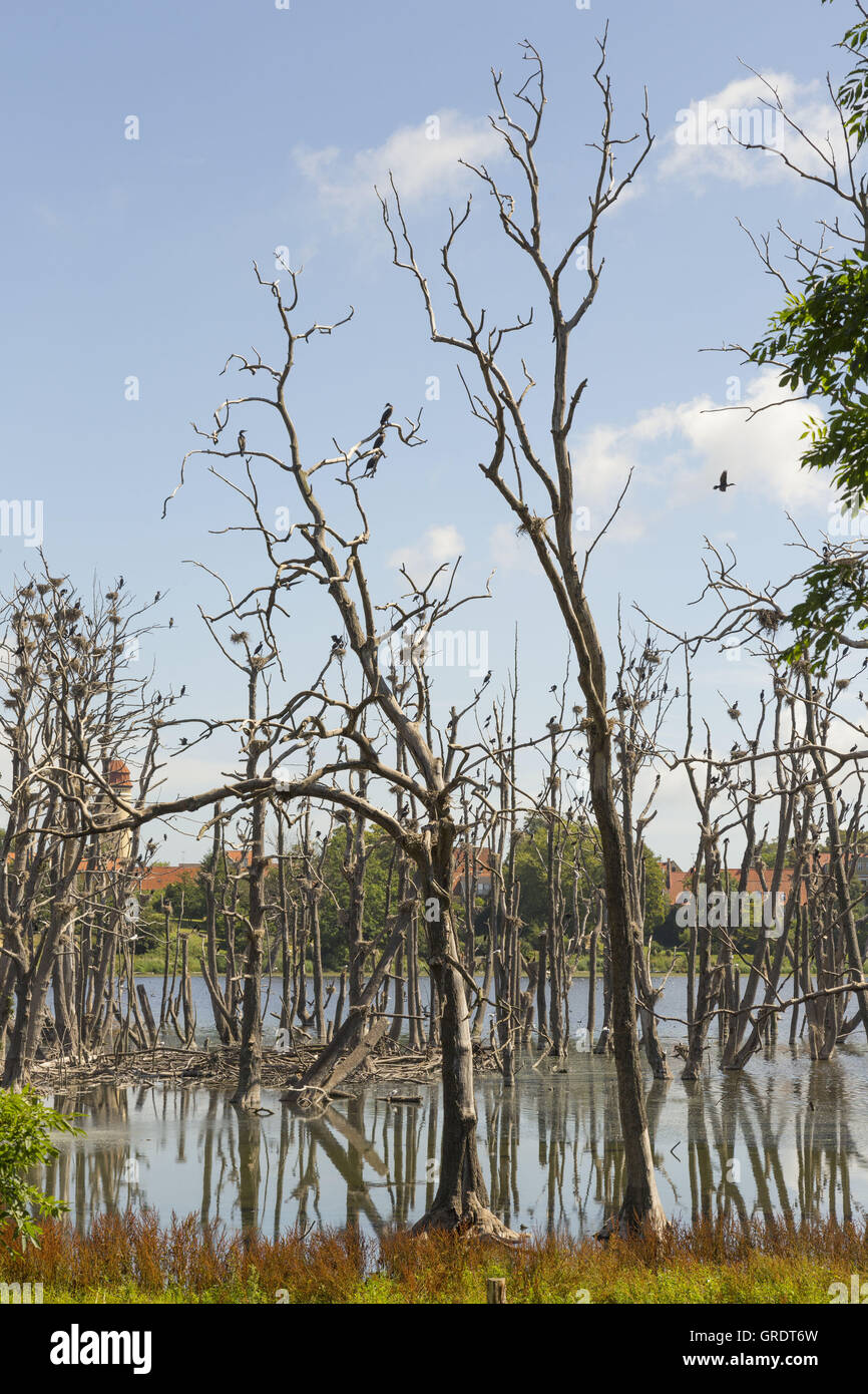Bleak Trees That Serve As A Basis For Many Cormorant Nests Stock Photo ...