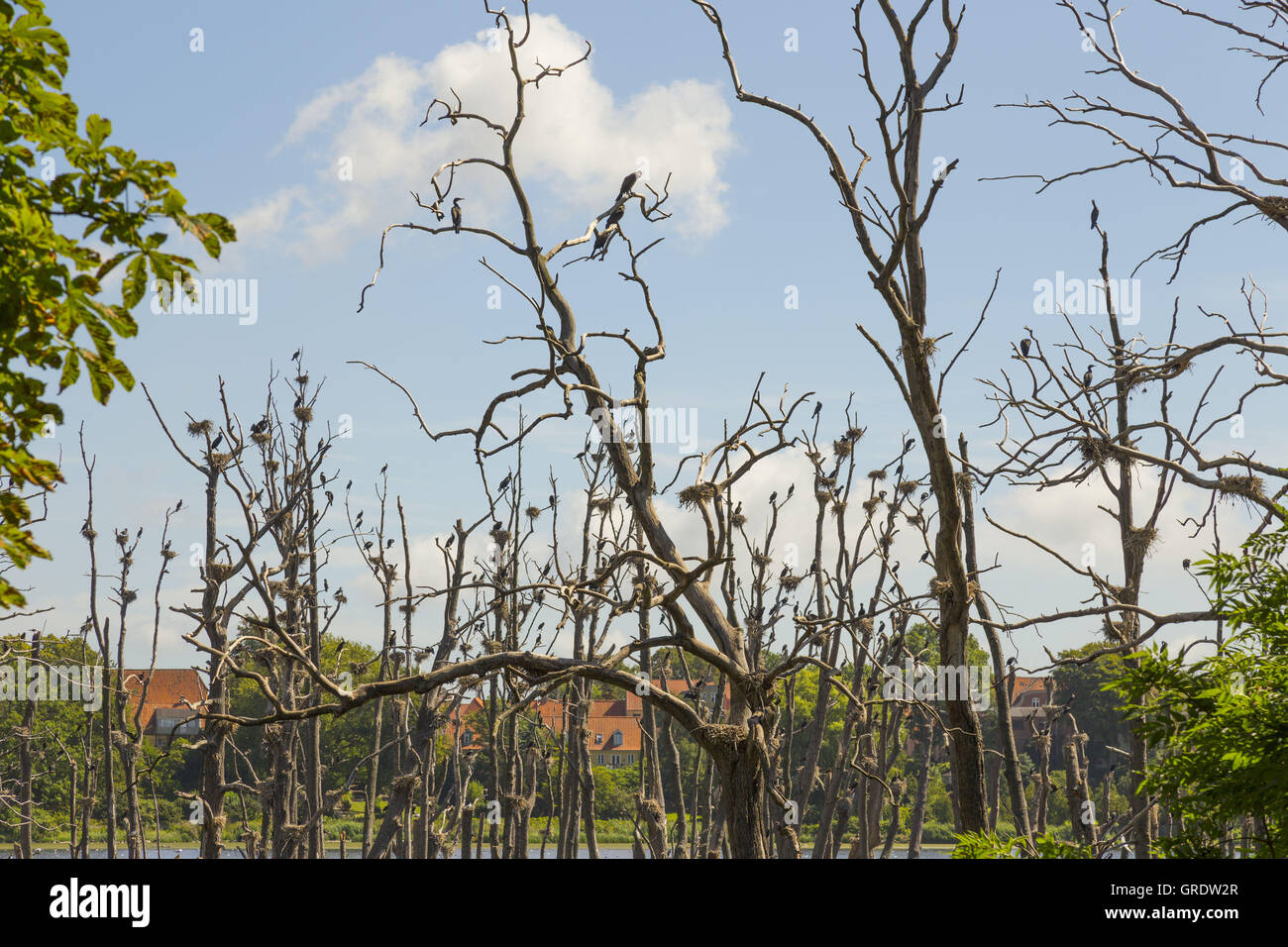 Bleak Trees That Serve As A Basis For Many Cormorant Nests Stock Photo ...