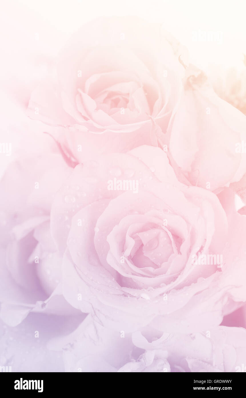 Roses in Soft Pastel Tone. Stock Photo