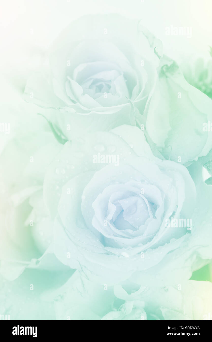Roses in Soft Pastel Tone. Stock Photo