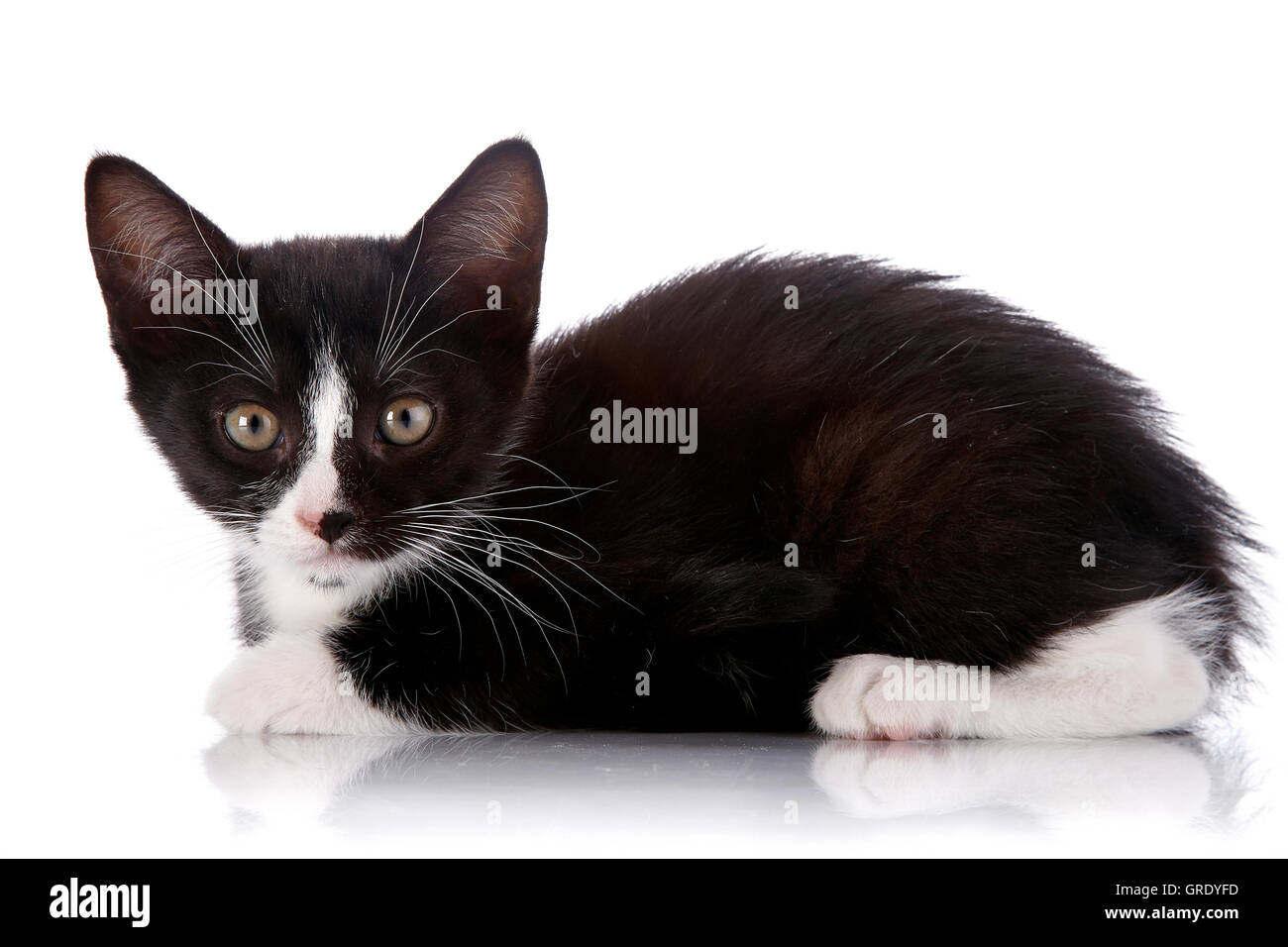 Black and white curious kitten lies on a white background. Stock Photo