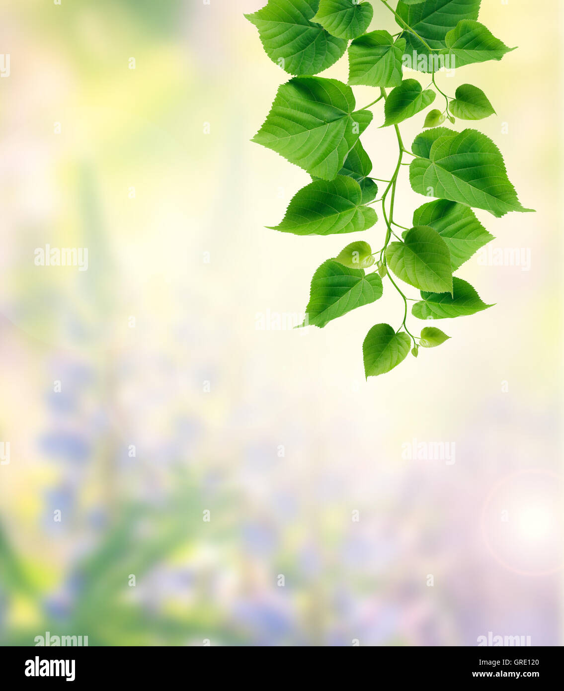 Green art leaf leaves hi-res stock photography and images - Alamy