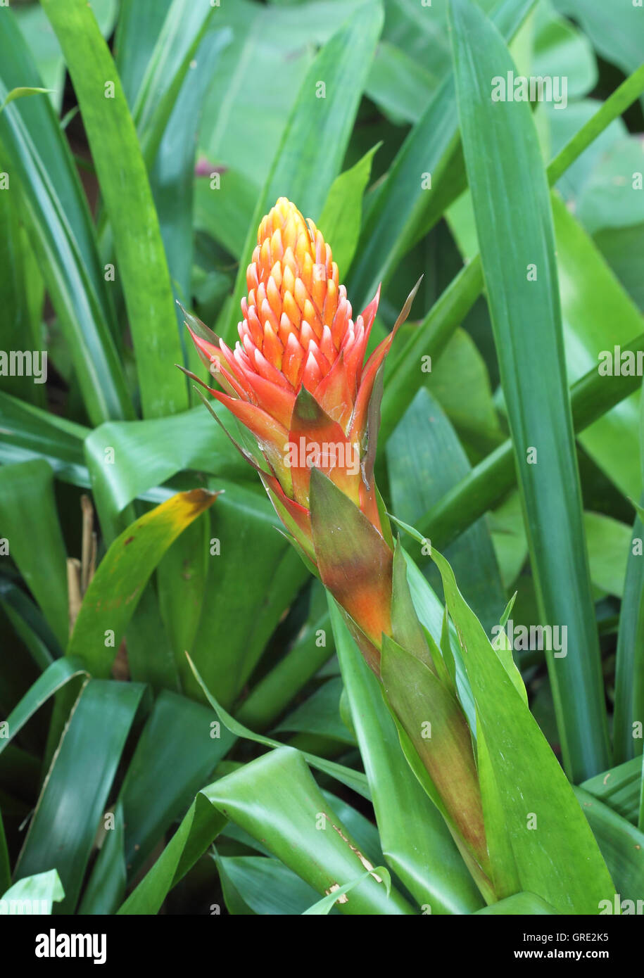 red pineapple flower, (billbergia pyramidalis) Stock Photo