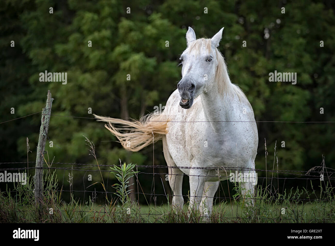 An excited horse standing at an old fence Stock Photo Alamy