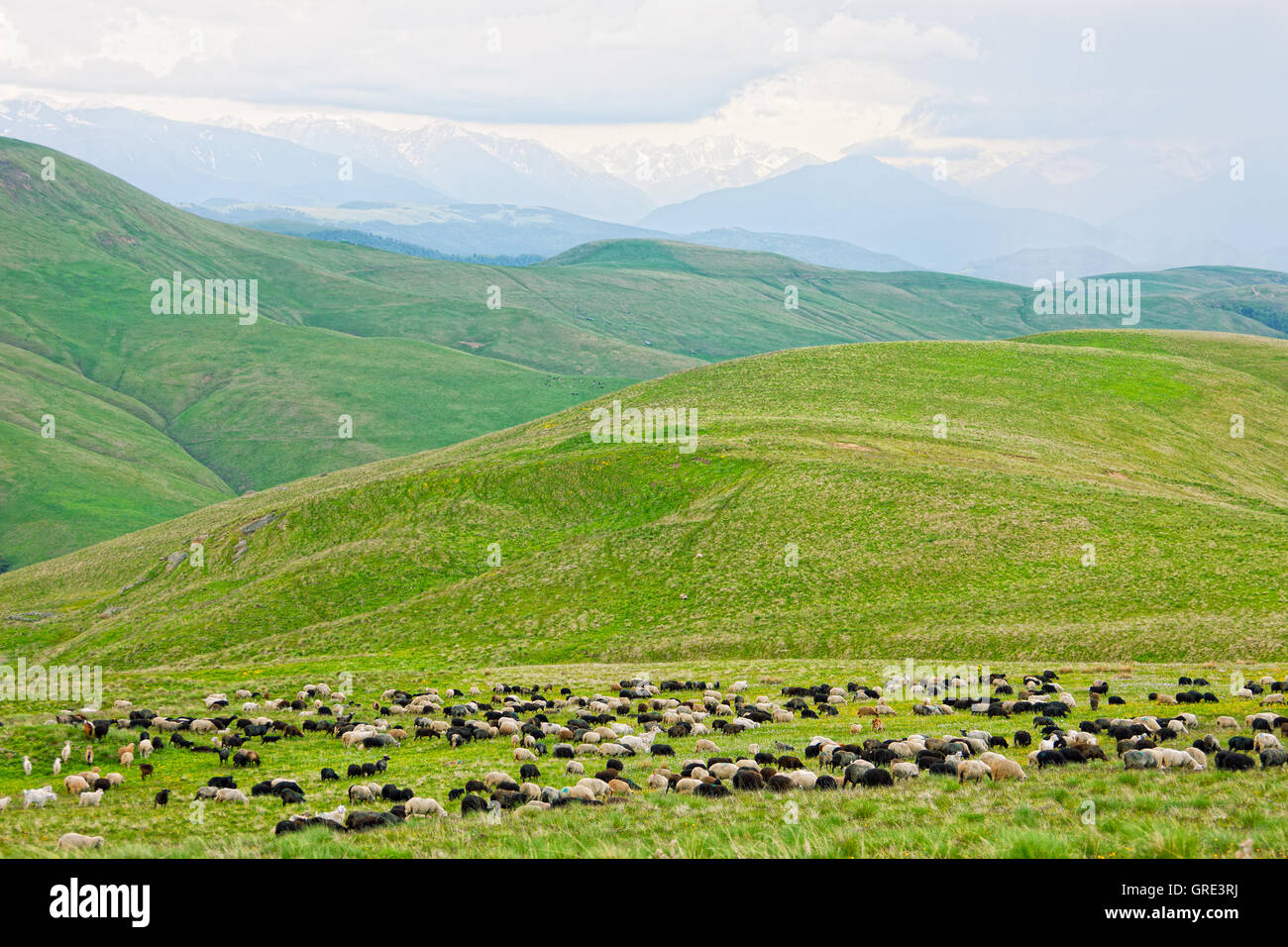 flock of sheep is grazed on a pasture in mountains Stock Photo - Alamy