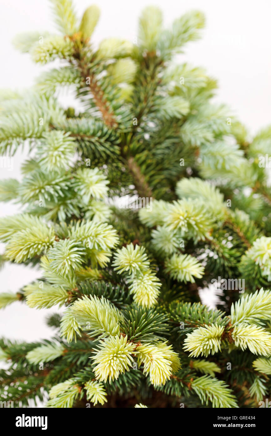 Live fir tree hi-res stock photography and images - Alamy