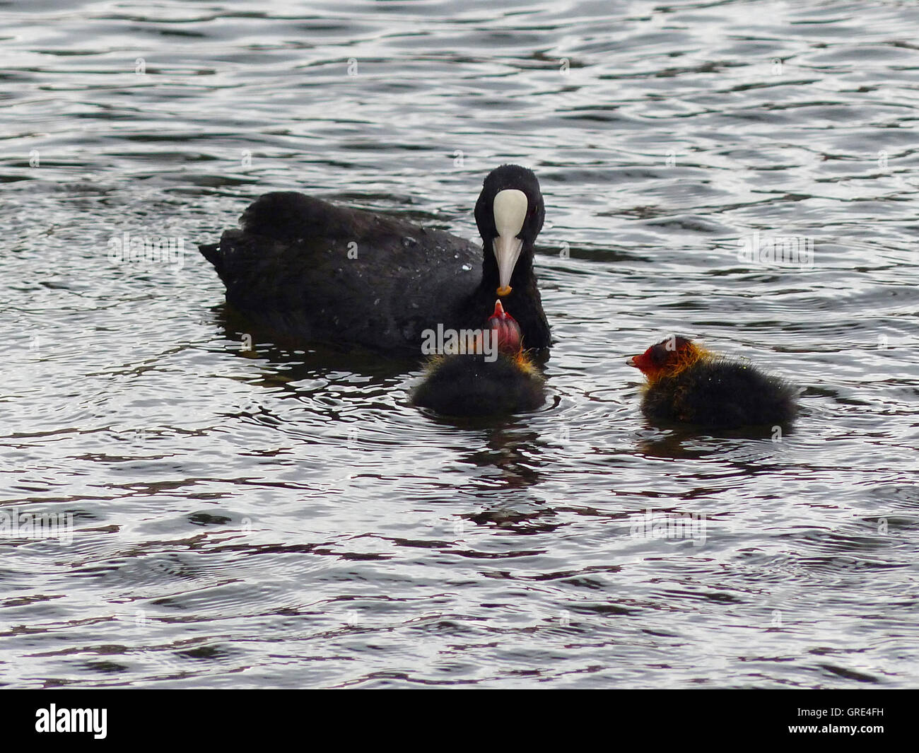 Black Coot Is Feeding Two Poults In Water Stock Photo